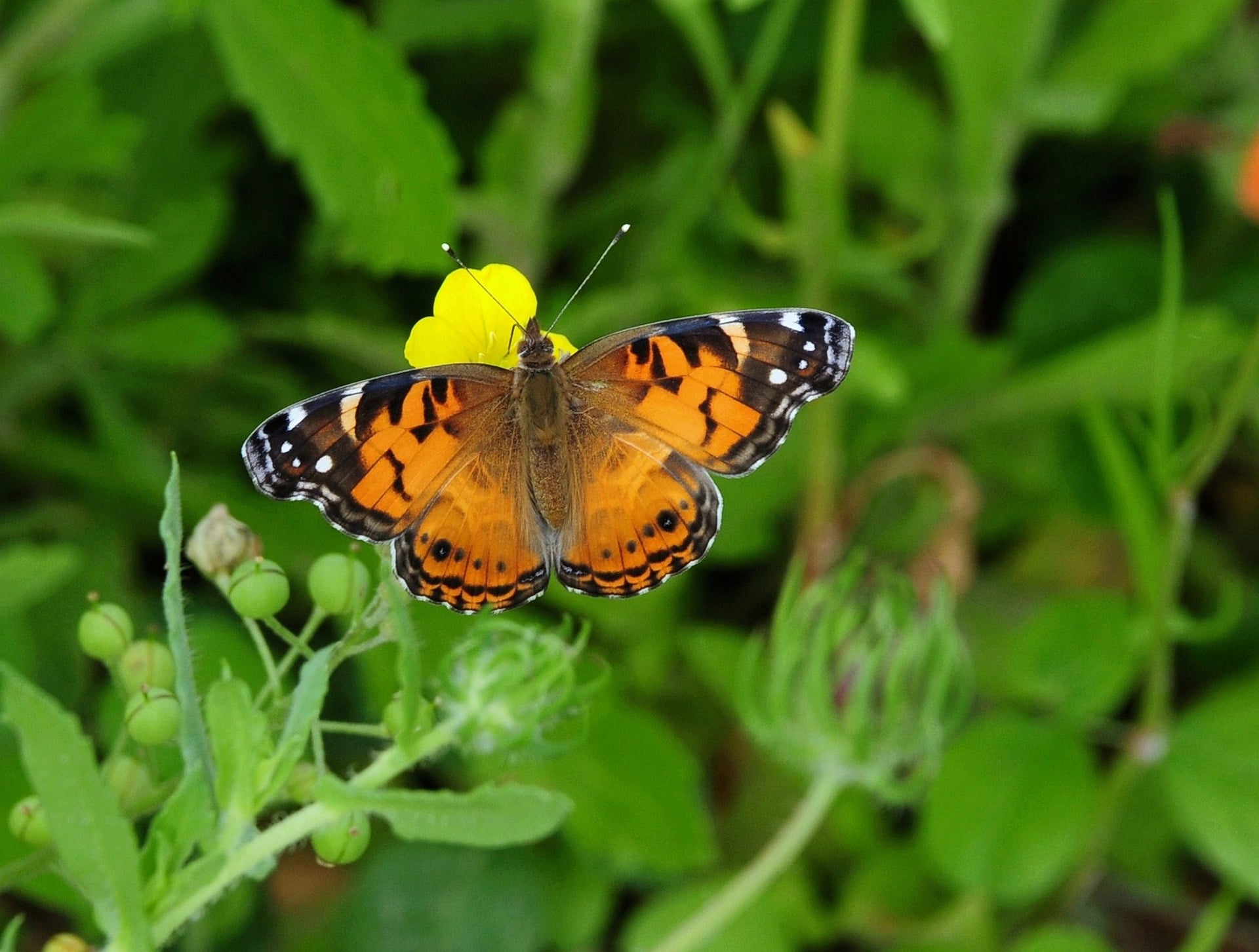 Butterfly