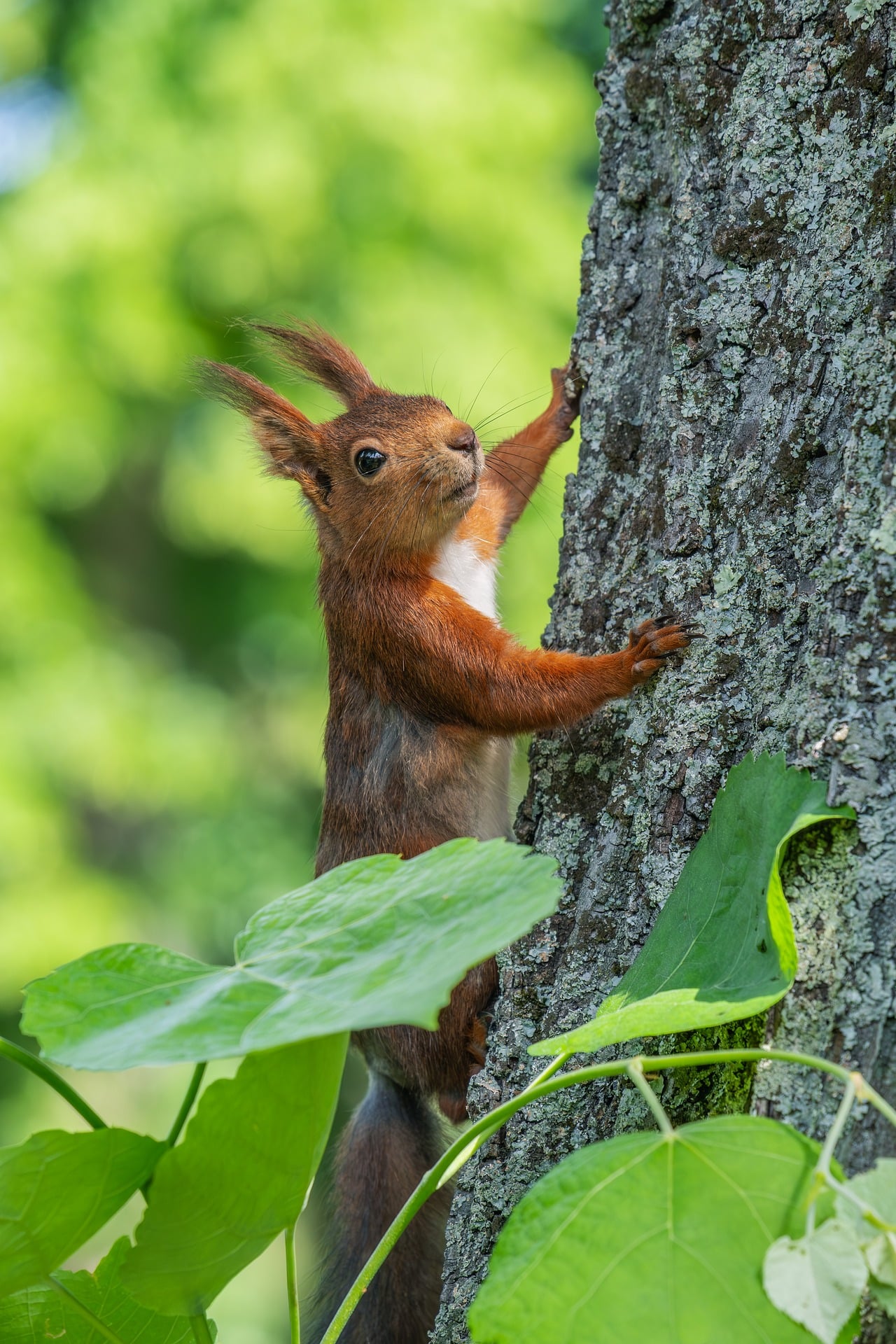 Squirrel